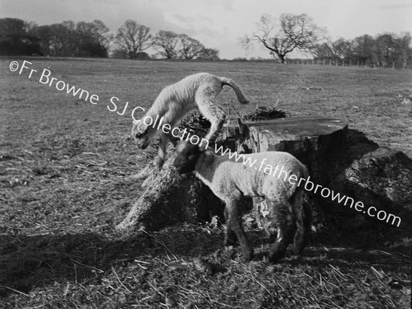 LAMBS ON TREE STUMP